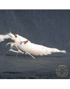 K14 Caridina Shrimp Elegant & Intricate Aquarium Beauty, Shrimp Cove you first place to go for premium shrimp