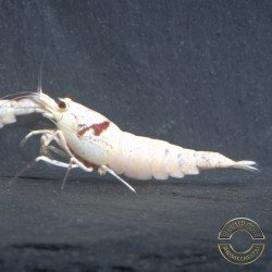 K14 Caridina Shrimp Elegant & Intricate Aquarium Beauty, Shrimp Cove you first place to go for premium shrimp
