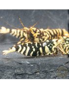 The Black Galaxy Tiger Caridina Shrimp is classified as a "5-Line"