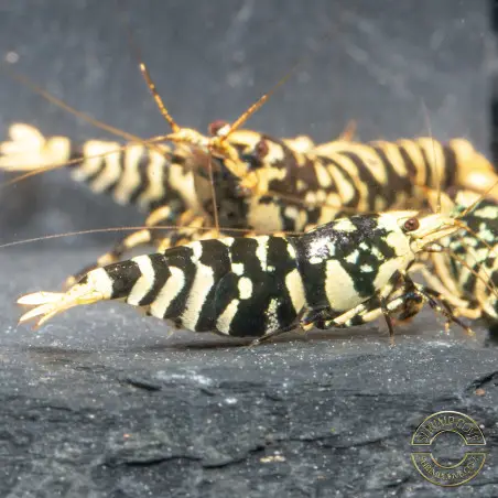 The Black Galaxy Tiger Caridina Shrimp is classified as a "5-Line"