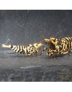 The Black Galaxy Tiger Caridina Shrimp is classified as a "5-Line"