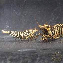 The Black Galaxy Tiger Caridina Shrimp is classified as a "5-Line"