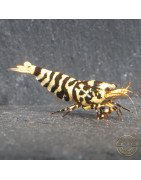 The Black Galaxy Tiger Caridina Shrimp is classified as a "5-Line"