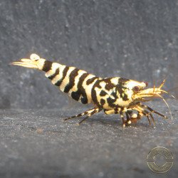 The Black Galaxy Tiger Caridina Shrimp is classified as a "5-Line"