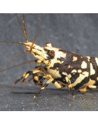 The Black Galaxy Tiger Caridina Shrimp is classified as a "5-Line"