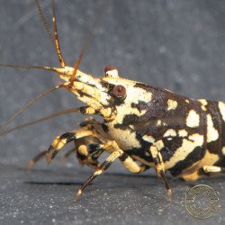 The Black Galaxy Tiger Caridina Shrimp is classified as a "5-Line"