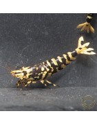 The Black Galaxy Tiger Caridina Shrimp is classified as a "5-Line"