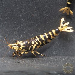 The Black Galaxy Tiger Caridina Shrimp is classified as a "5-Line"