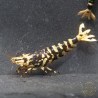 The Black Galaxy Tiger Caridina Shrimp is classified as a "5-Line"