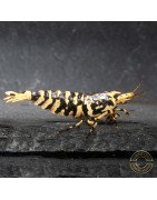 The Black Galaxy Tiger Caridina Shrimp is classified as a "5-Line"