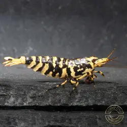 The Black Galaxy Tiger Caridina Shrimp is classified as a "5-Line"