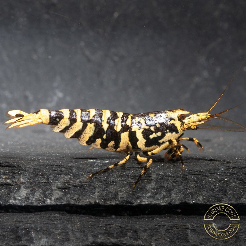 The Black Galaxy Tiger Caridina Shrimp is classified as a "5-Line"