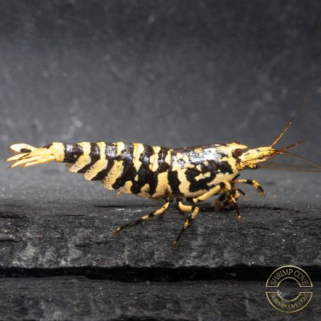 The Black Galaxy Tiger Caridina Shrimp is classified as a "5-Line"