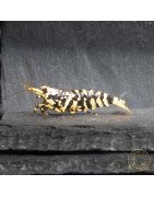 The Black Galaxy Tiger Caridina Shrimp is classified as a "5-Line"