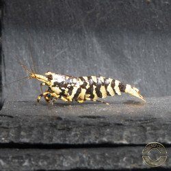The Black Galaxy Tiger Caridina Shrimp is classified as a "5-Line"