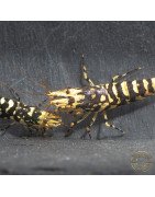 The Black Galaxy Tiger Caridina Shrimp is classified as a "5-Line"