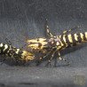 The Black Galaxy Tiger Caridina Shrimp is classified as a "5-Line"
