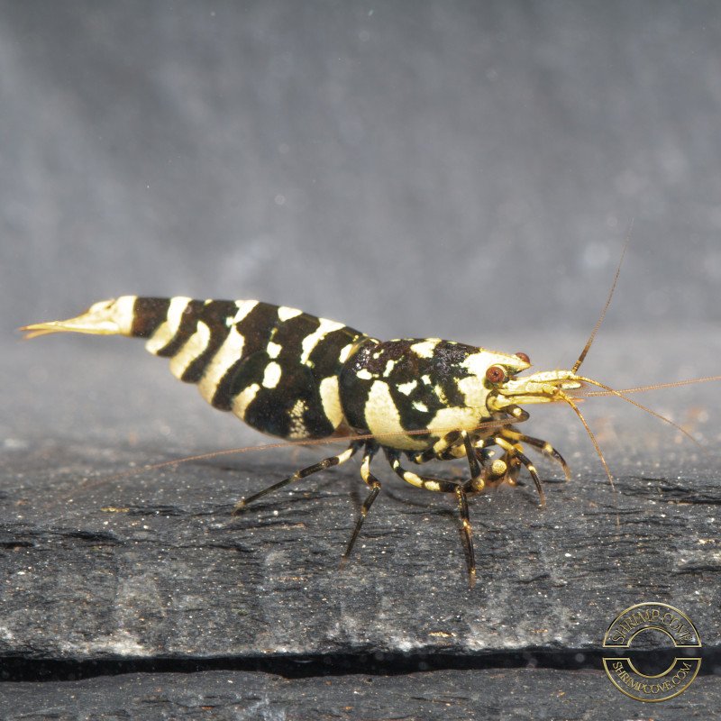 The Black Galaxy Tiger Caridina Shrimp is classified as a 