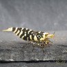 The Black Galaxy Tiger Caridina Shrimp is classified as a "5-Line"