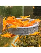 Personalised Mini feeding shrimp fish dish at Shrimp Cove Great Gifts at Shrimp Cove