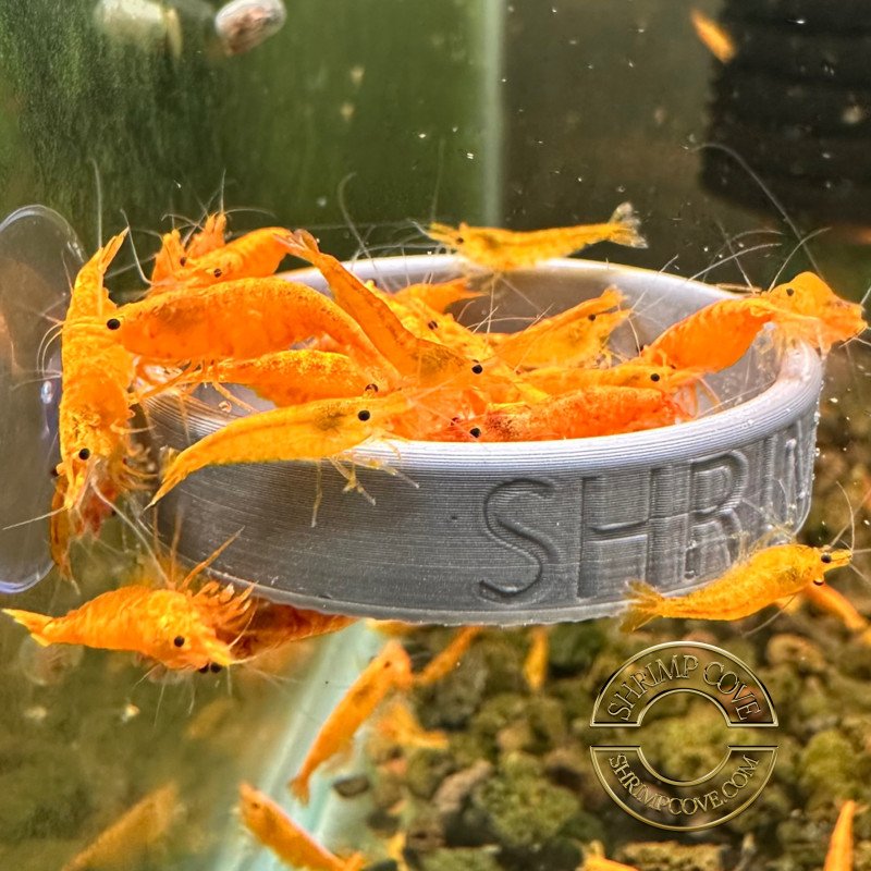 Personalised Mini feeding shrimp fish dish at Shrimp Cove Great Gifts at Shrimp Cove