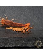 Orange Base Boa Caridina Shrimp BEST IN THE UK | SHRIMP COVE