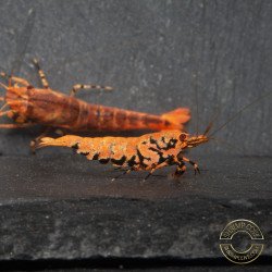 Orange Base Boa Caridina Shrimp Elegant & intricate Aquarium Beauty, Shrimp Cove you first place to go for premium shrimp