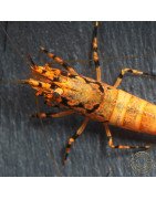 Orange Base Boa Caridina Shrimp BEST IN THE UK | SHRIMP COVE