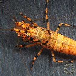 Orange Base Boa Caridina Shrimp Elegant & intricate Aquarium Beauty, Shrimp Cove you first place to go for premium shrimp