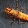 Orange Base Boa Caridina Shrimp Elegant & intricate Aquarium Beauty, Shrimp Cove you first place to go for premium shrimp