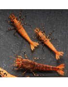 Orange Base Boa Caridina Shrimp BEST IN THE UK | SHRIMP COVE
