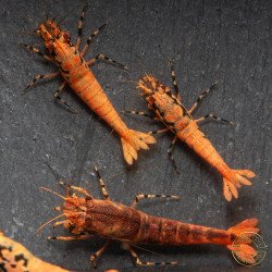 Orange Base Boa Caridina Shrimp Elegant & intricate Aquarium Beauty, Shrimp Cove you first place to go for premium shrimp