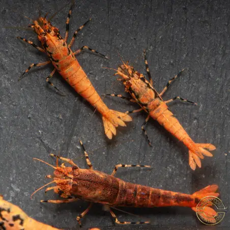 Orange Base Boa Caridina Shrimp Elegant & intricate Aquarium Beauty, Shrimp Cove you first place to go for premium shrimp
