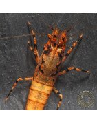 Orange Base Boa Caridina Shrimp BEST IN THE UK | SHRIMP COVE