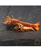 Orange Base Boa Caridina Shrimp BEST IN THE UK | SHRIMP COVE