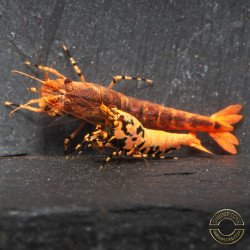 Orange Base Boa Caridina Shrimp Elegant & intricate Aquarium Beauty, Shrimp Cove you first place to go for premium shrimp