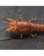Orange Base Boa Caridina Shrimp BEST IN THE UK | SHRIMP COVE