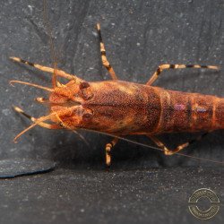 Orange Base Boa Caridina Shrimp Elegant & intricate Aquarium Beauty, Shrimp Cove you first place to go for premium shrimp