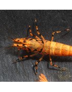 Orange Base Boa Caridina Shrimp BEST IN THE UK | SHRIMP COVE
