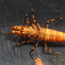 Orange Base Boa Caridina Shrimp Elegant & intricate Aquarium Beauty, Shrimp Cove you first place to go for premium shrimp