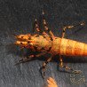 Orange Base Boa Caridina Shrimp Elegant & intricate Aquarium Beauty, Shrimp Cove you first place to go for premium shrimp