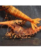 Orange Base Boa Caridina Shrimp BEST IN THE UK | SHRIMP COVE