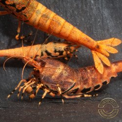 Orange Base Boa Caridina Shrimp Elegant & intricate Aquarium Beauty, Shrimp Cove you first place to go for premium shrimp