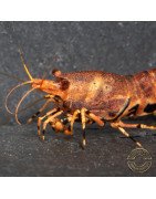 Orange Base Boa Caridina Shrimp BEST IN THE UK | SHRIMP COVE