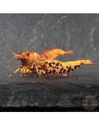 Orange Base Boa Caridina Shrimp BEST IN THE UK | SHRIMP COVE