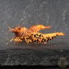 Orange Base Boa Caridina Shrimp Elegant & intricate Aquarium Beauty, Shrimp Cove you first place to go for premium shrimp