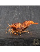Orange Base Boa Caridina Shrimp BEST IN THE UK | SHRIMP COVE