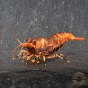 Orange Base Boa Caridina Shrimp Elegant & intricate Aquarium Beauty, Shrimp Cove you first place to go for premium shrimp