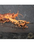 Orange Base Boa Caridina Shrimp BEST IN THE UK | SHRIMP COVE