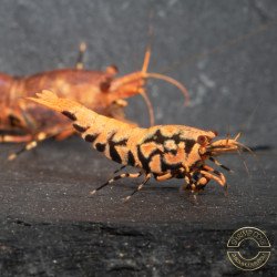 Orange Base Boa Caridina Shrimp Elegant & intricate Aquarium Beauty, Shrimp Cove you first place to go for premium shrimp